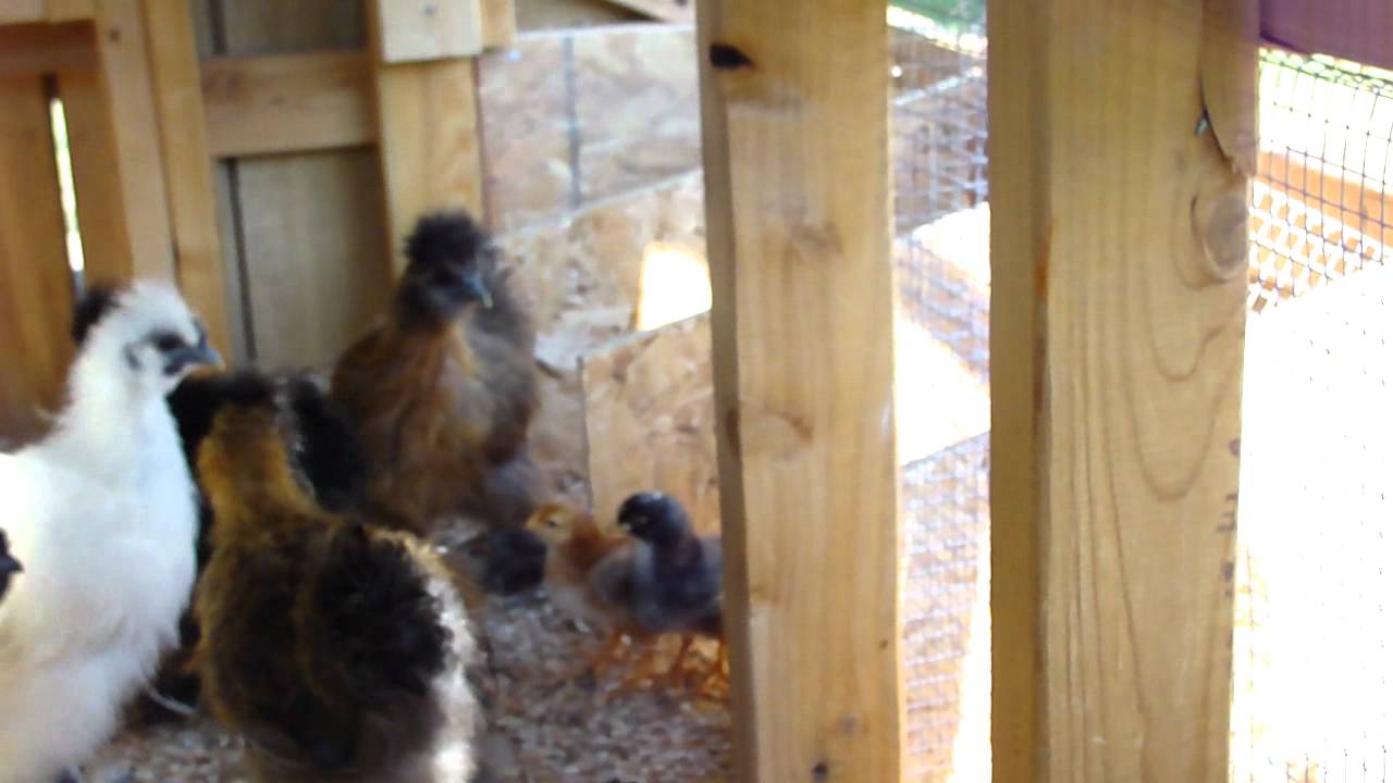 Backyard Chickens - Integrating our baby chicks into our flock of Silkies