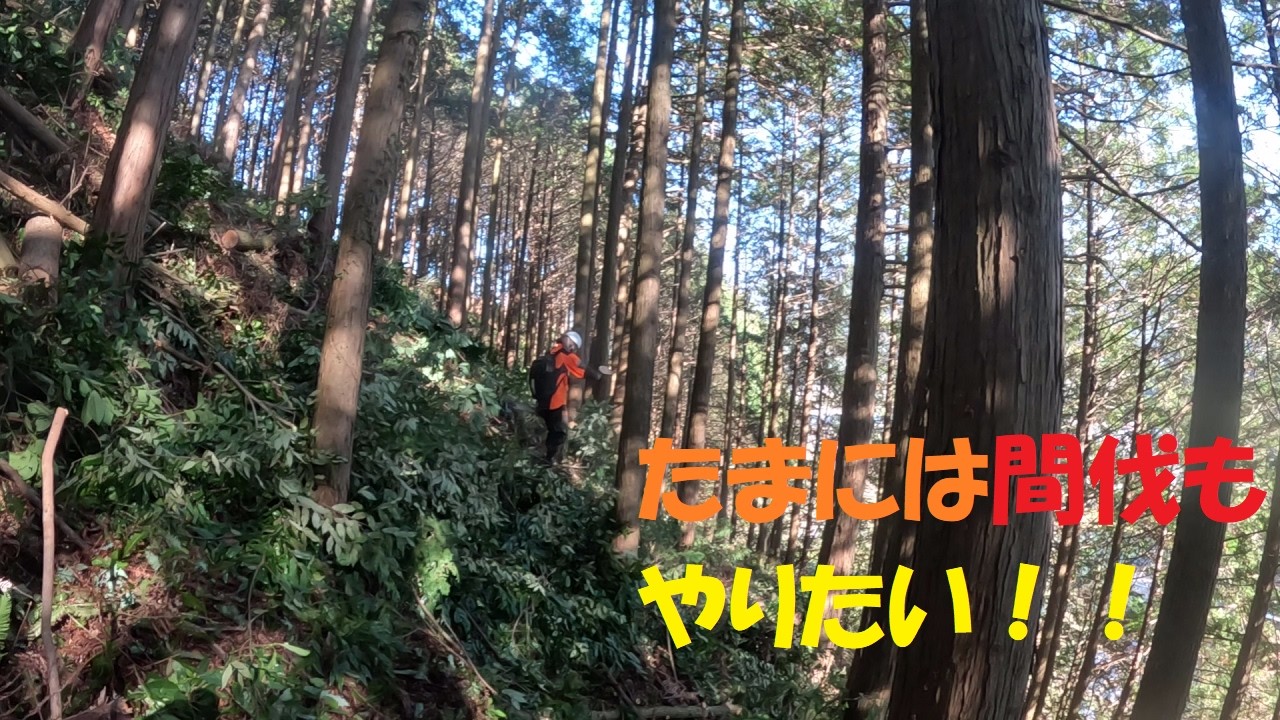 久し振りにちょっとだけ間伐（桧）