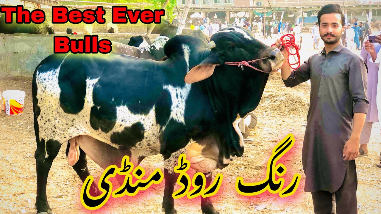 Peshawar Ring Road Mandi 2023 Quality Bulls Maweshi Mandi Peshawar Pakistan 12 June 2023 latest