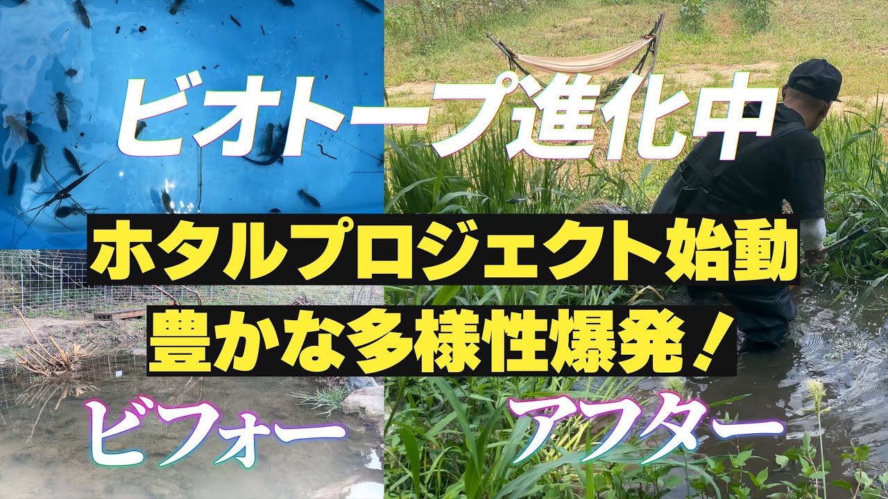 ゼロから始めたビオトープに多様な命が集結！ホタルのためにカワニナ放流