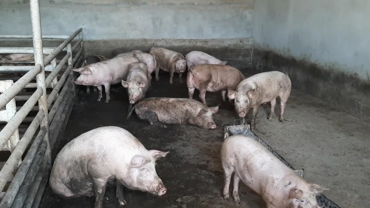 MINIFERMA DE PORCI DIN JUDETUL CALARASI 2020