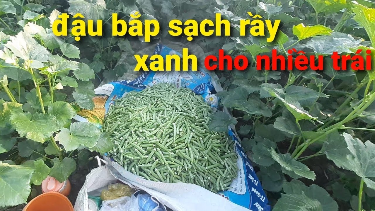 trồng đậu bắp trúng mùa được giá