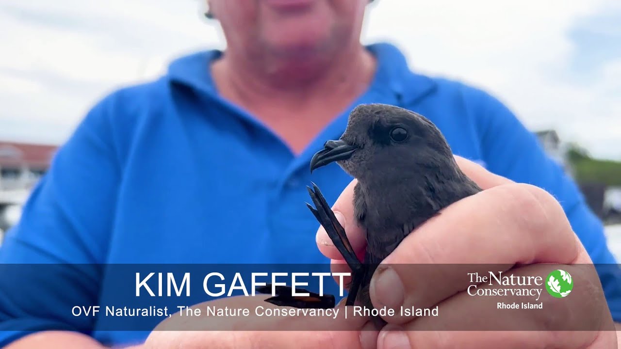 Wilson's Storm-Petrel | Nature Near You