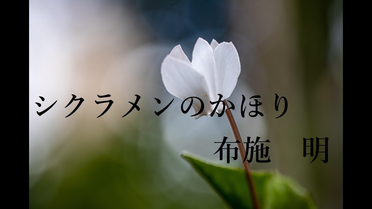 シクラメンのかほり／布施明（Cover）【ばートルズ】歌ってみた老後　おやじバンド#https://youtu.be/FMr000Mrgf8?si=mmxgYAqE1xrJqsJa