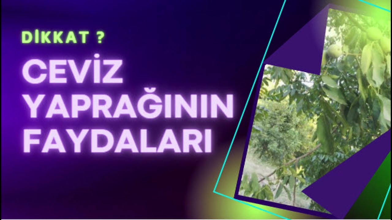 CEVİZ YAPRAĞININ FAYDALARI