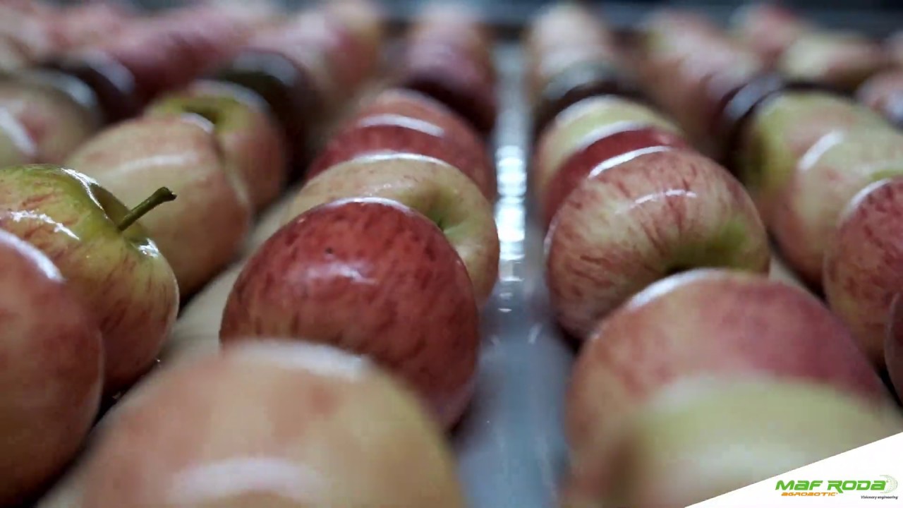 2018 - BAMCO (SOUTH AFRICA) - Apples presizing and packing line