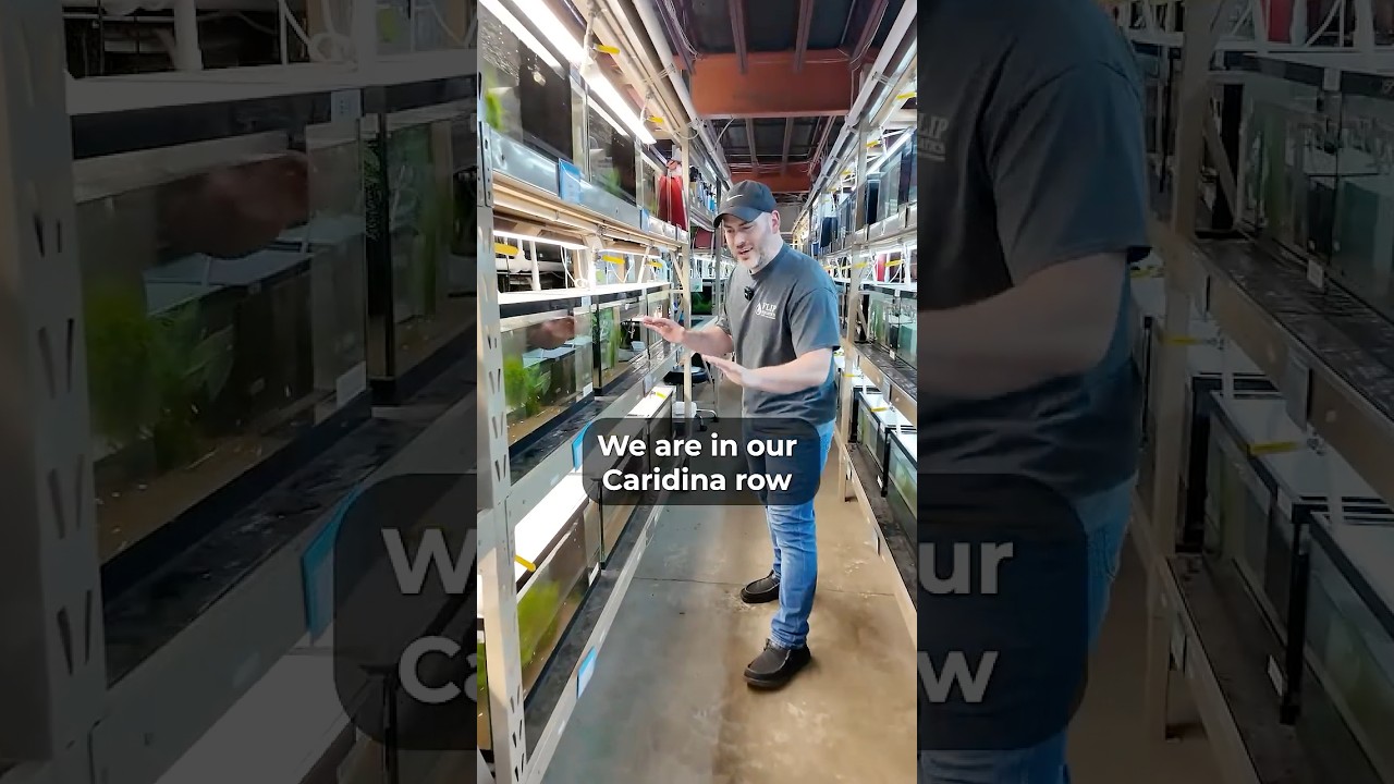 Water Parameters for Crystal Red Shrimp