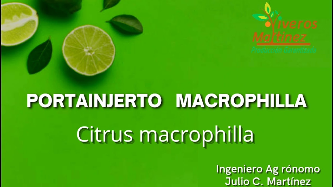 Cuatro principales PORTAINJERTO que se utilizan en México en el cultivo de Limón Persa