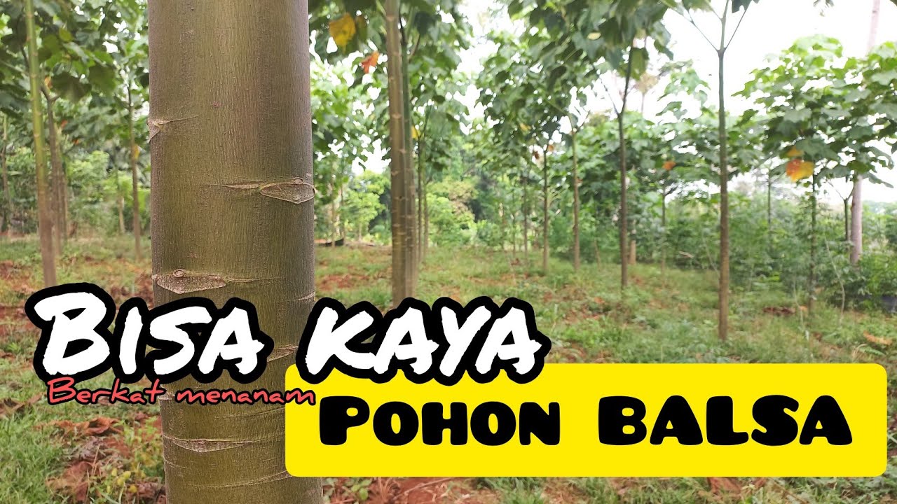 Cara budidaya pohon balsa, prospek dan keuntungannya