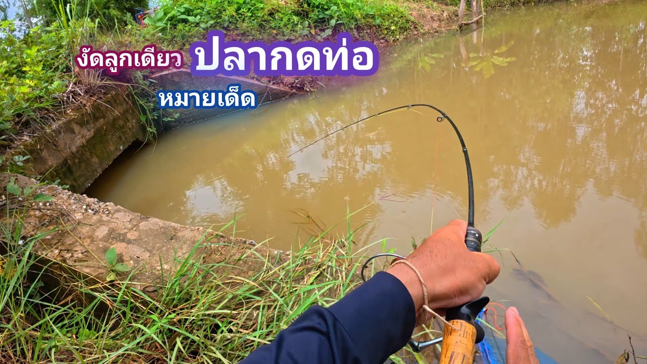 ปากท่อเล็กๆ ปลากดอย่างเยอะ จุดเดียวพอ / บ้านนอก EP.917