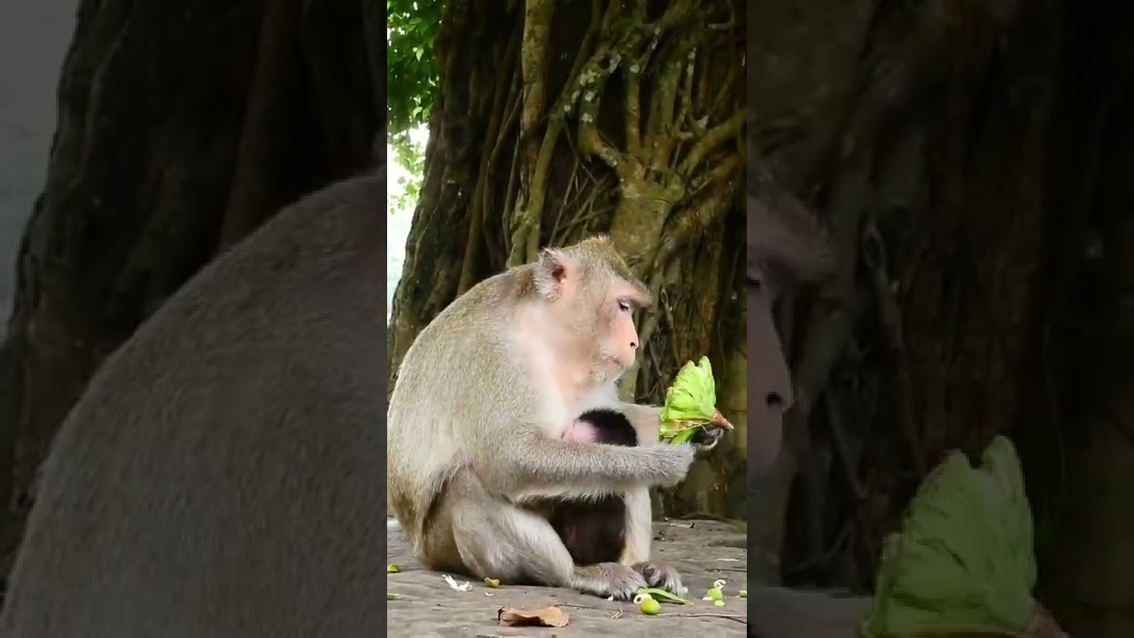 Cute Baby Monkey Cinn 