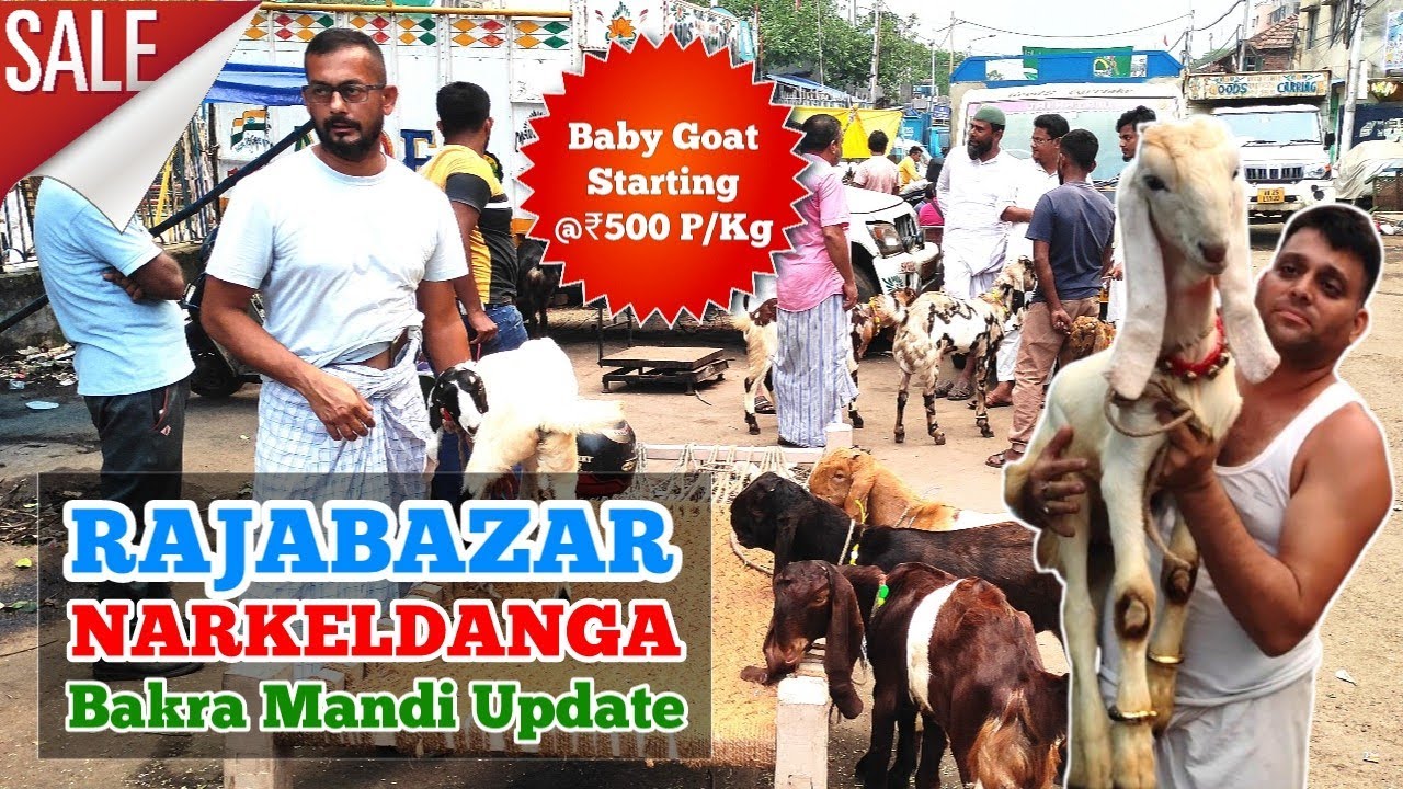 Narkeldanga Bakra Mandi | Totapuri Aur Karoli Kota Gabhin Bakri | Baby Goat | Desi Bakri With Kids