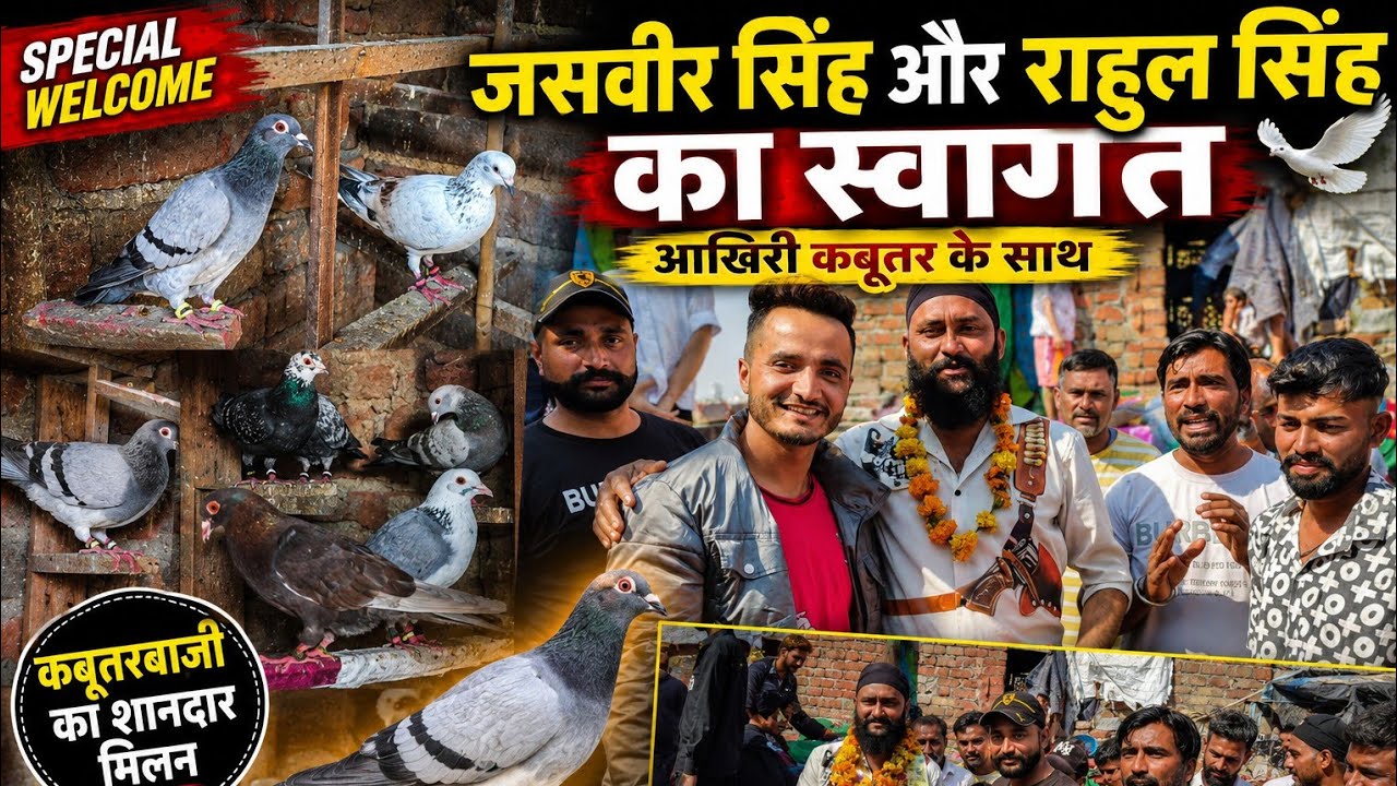 Bhaiyon Rahul bhai ke kabutar ki aakhri Thi Daud ki 🕊️🕊️#comment #like video #subscribe 