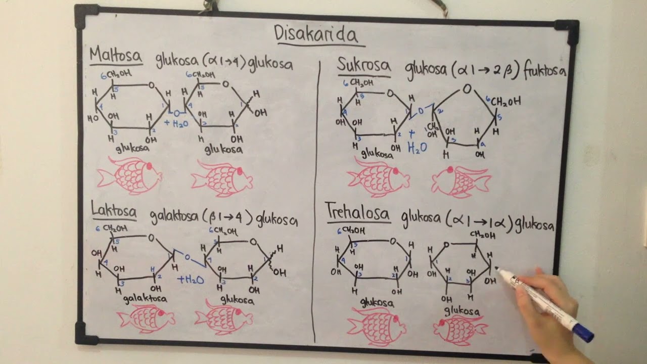 Disakarida (4)