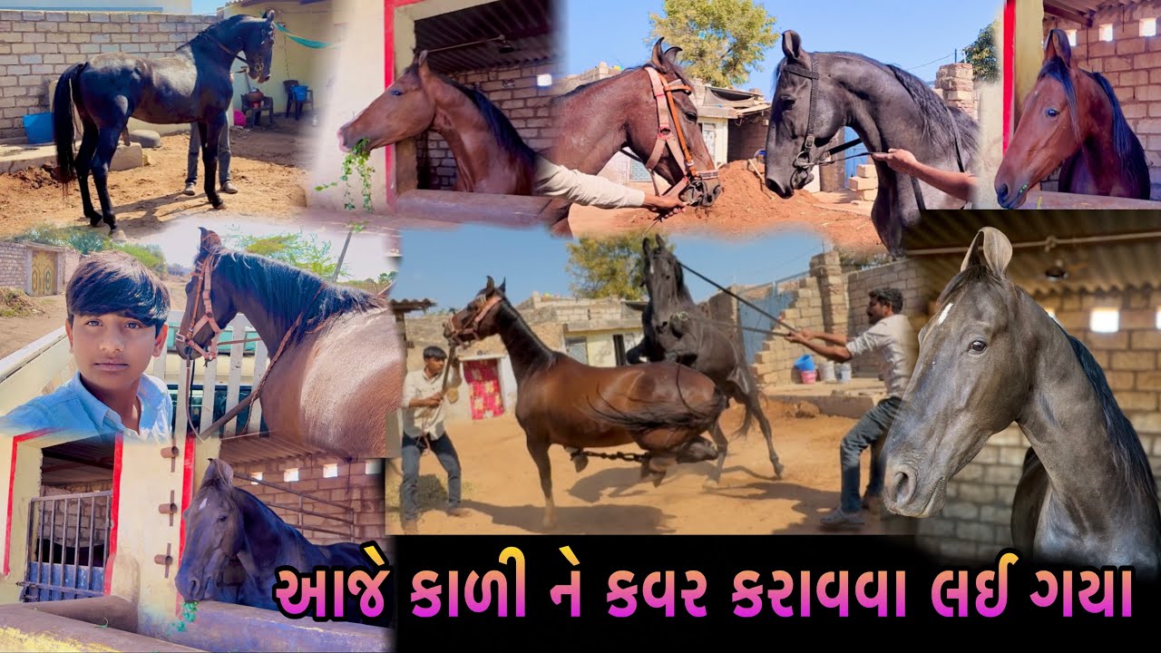 આજે કાળી ને કવર કરાવવા લઈ ગયા