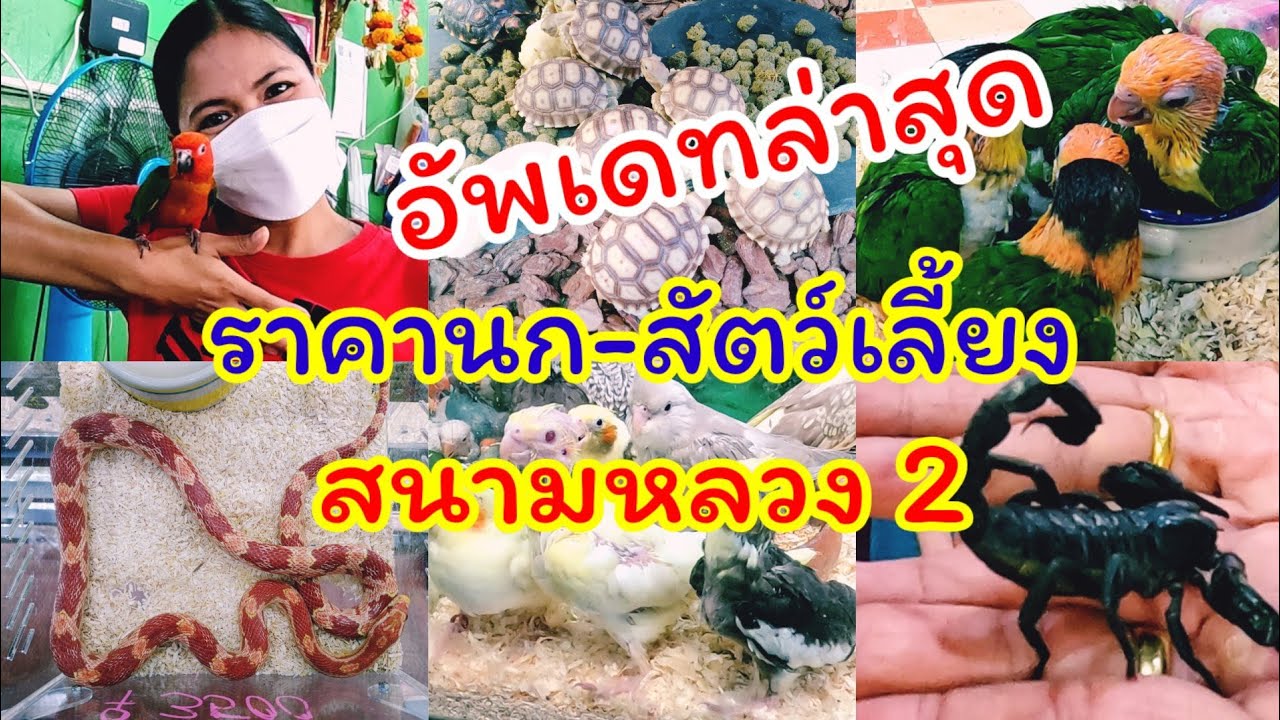 อัพเดทล่าสุด ราคานก ราคาสัตว์เลี้ยง สนามหลวง 2
