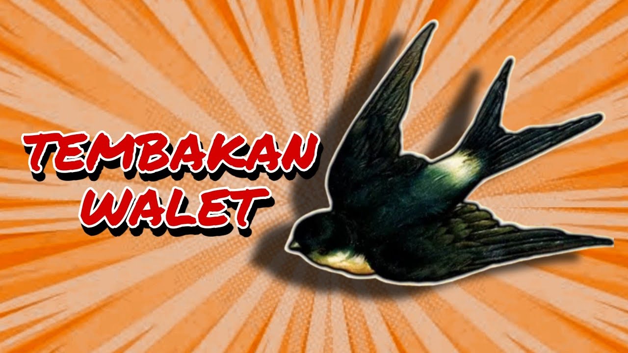 🔴Suara Walet Paling Di Cari Tembakan Rapat Jernih |Durasi Panjang Jeda 5Detik#suarawaletpalingdicari