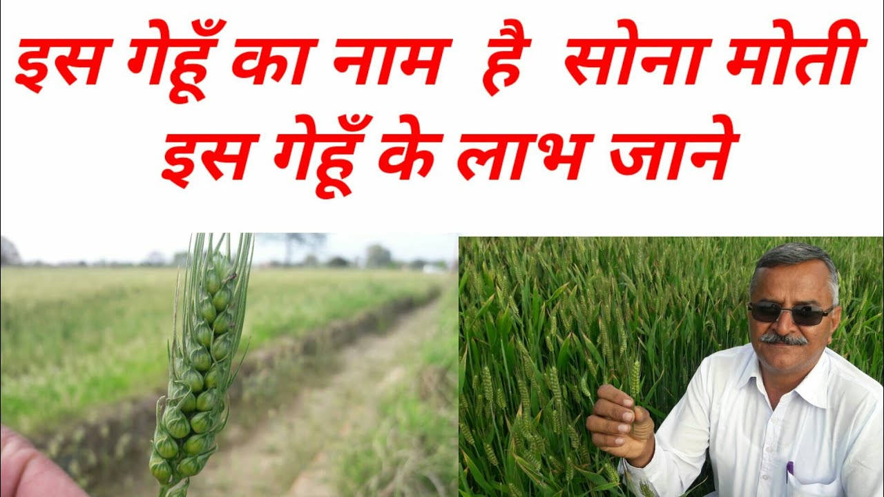 इस तरह की गेहूँ नही देखी होगी सोना मोती 9416080333