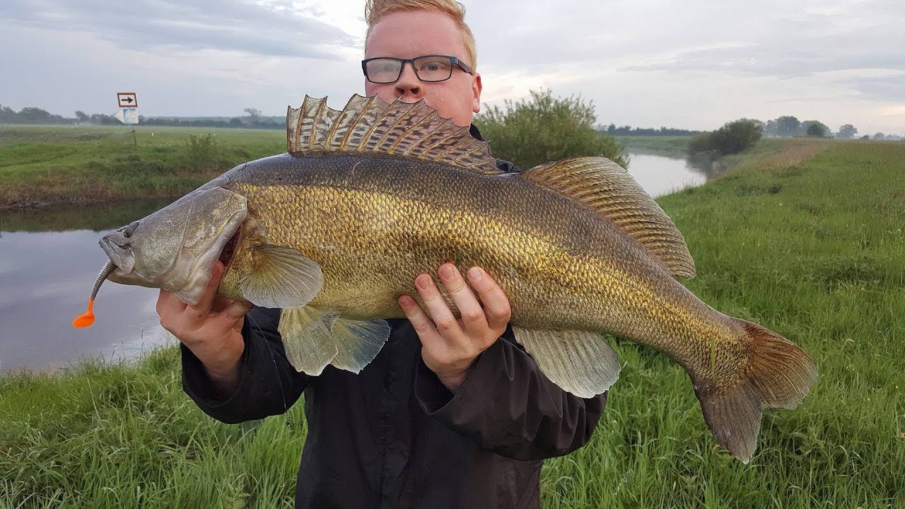 Der lange Weg zum ersten Zander mit Monkey Lures - Raubfischvideo 2017