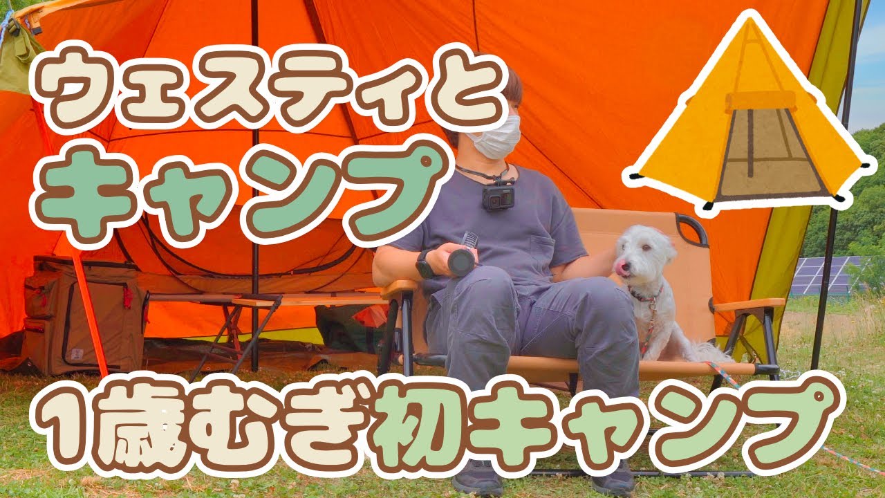 【犬キャンプ】ウェスティとキャンプに行ってきたよ【むぎ初キャンプ】