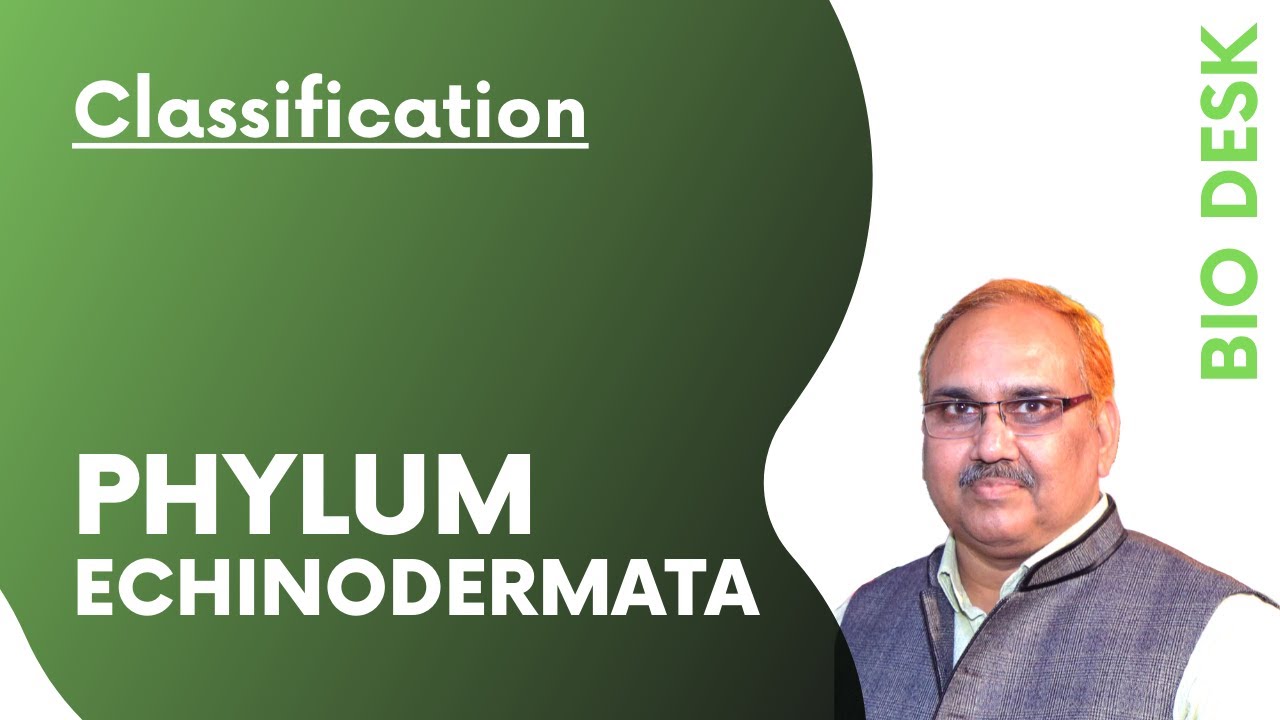 Phylum Echinodermata - Classification