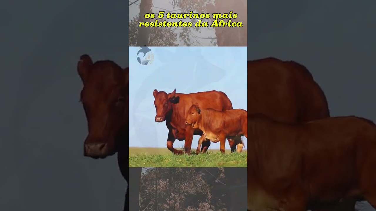 5 RA&Ccedil;AS TAURINAS AFRICANAS