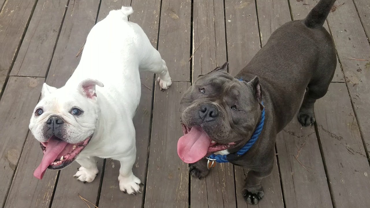 English Bulldog vs Exotic Bully