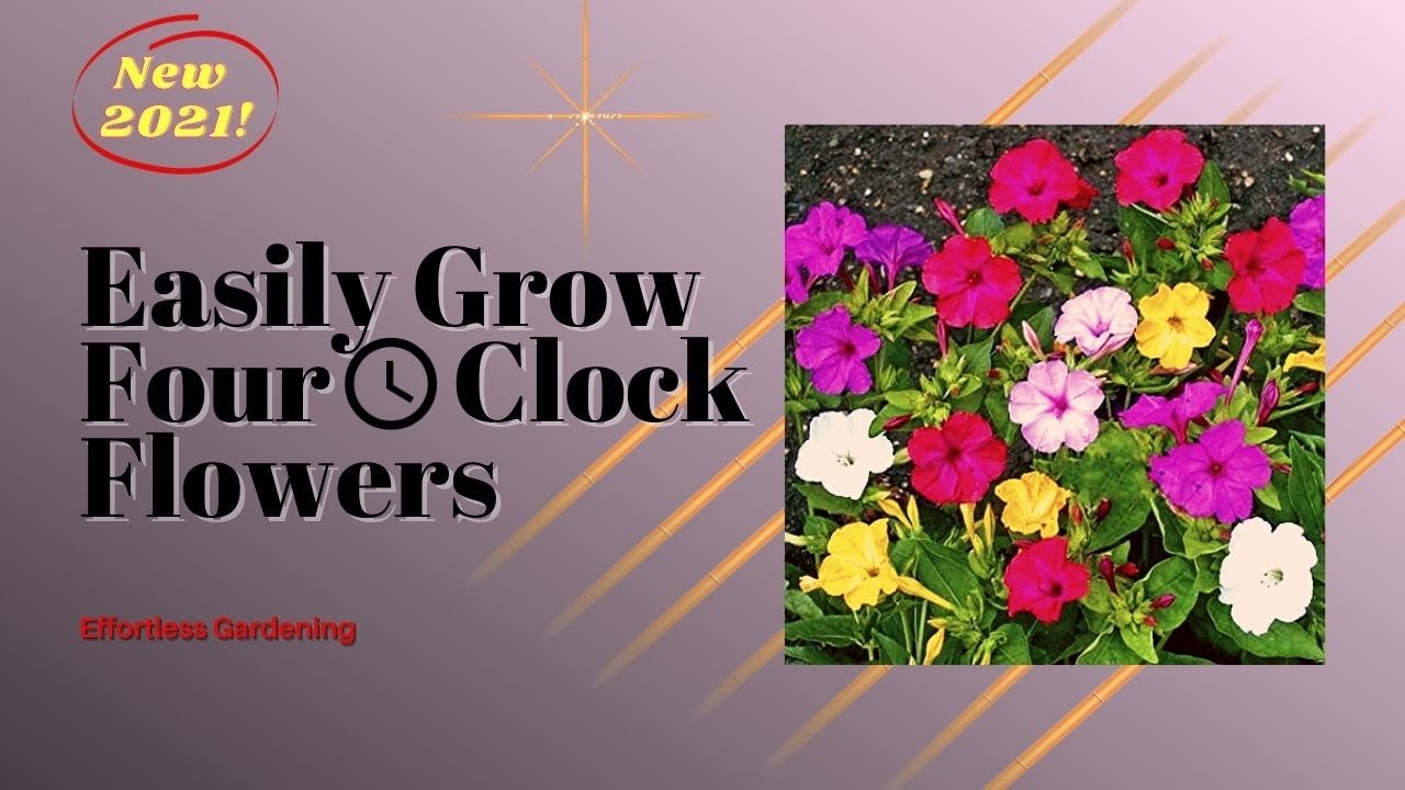 How to grow Four O Clock flowers from seed