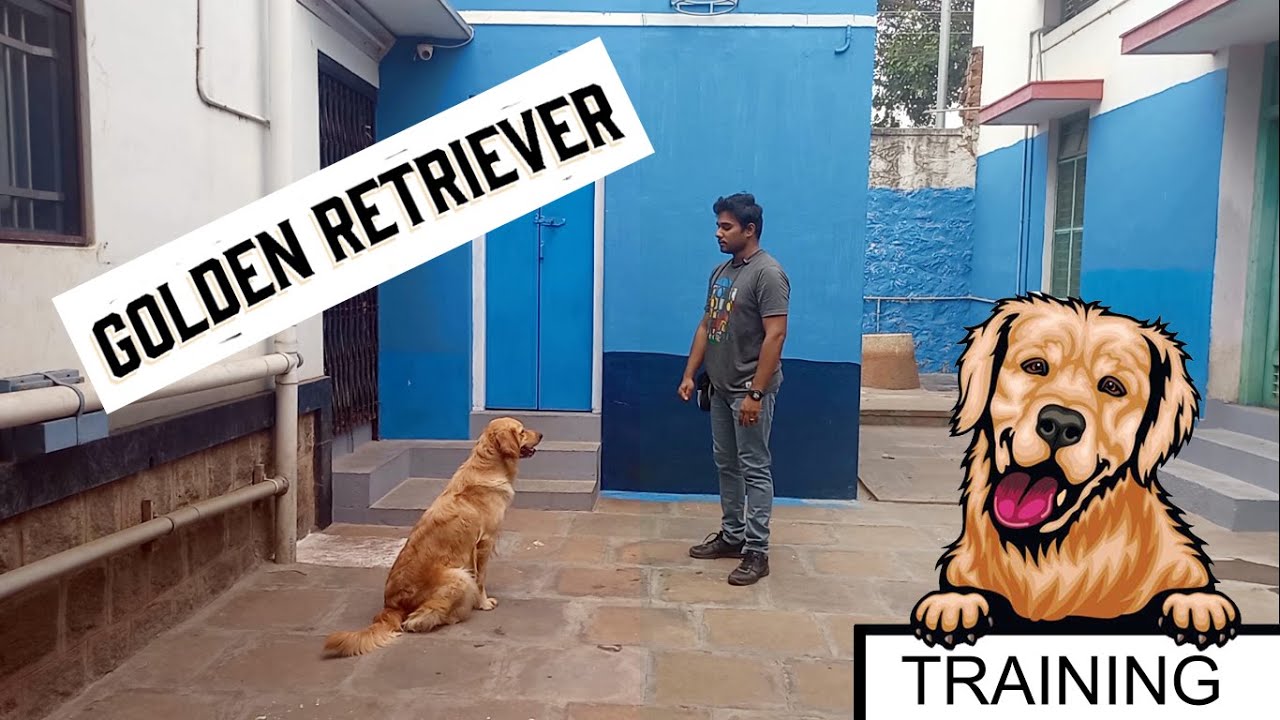 Golden Retriever Full Obedience Training - MAAYA