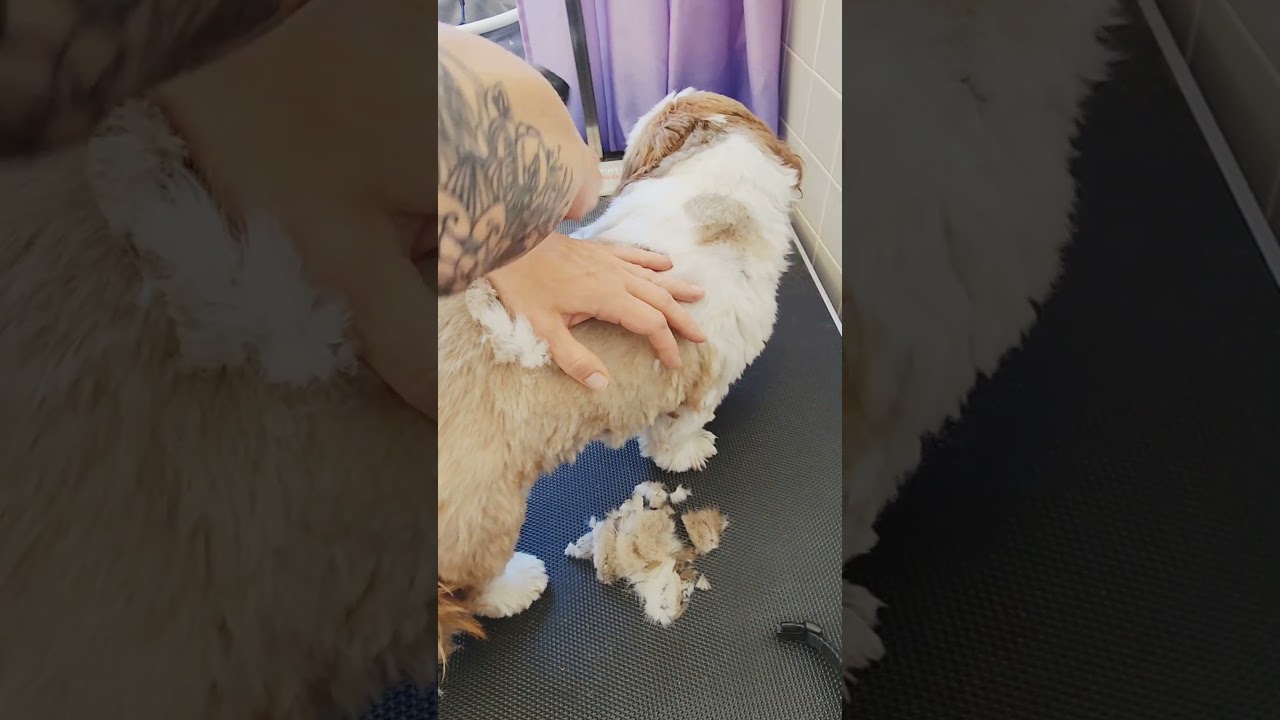 Wide pet grooming blades demo