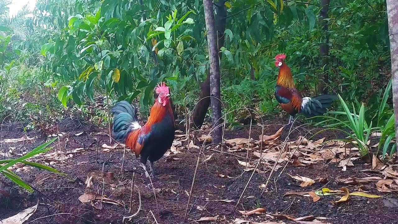 PIKAT LEGENDARIS SUPER BACUL JUMPA AYAM HUTAN TUA