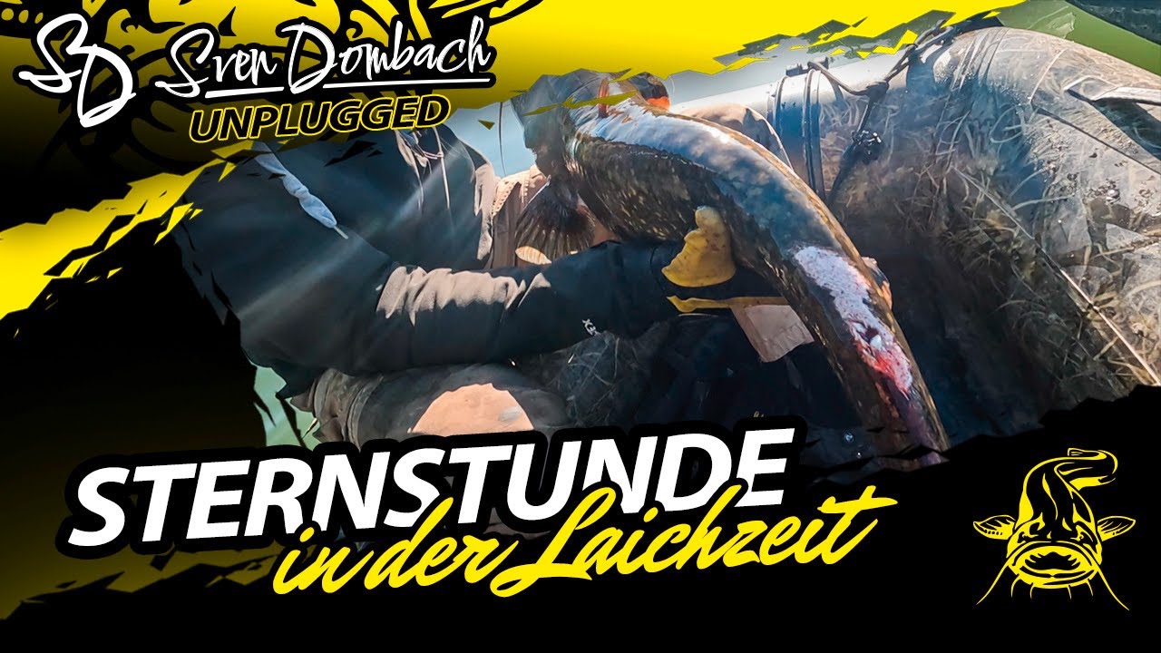Wallerangeln | FETTE WELSE in der Laichzeit! | WO verstecken sie sich?