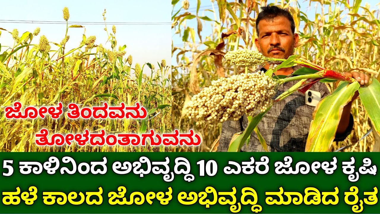 5 ಕಾಳಿನಿಂದ ಅಭಿವೃದ್ಧಿ ಮಾಡಿ 10 ಎಕರೆ ಹಳೆಯ ಕಾಲದ ಜೋಳದ ಕೃಷಿ | jowar farming | sorghum cultivation kannada