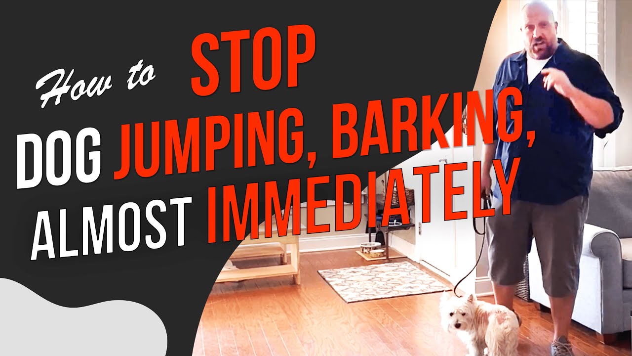 STOP Dog Chewing, STOP Dog Jumping, STOP Bad Manners With One Simple Command