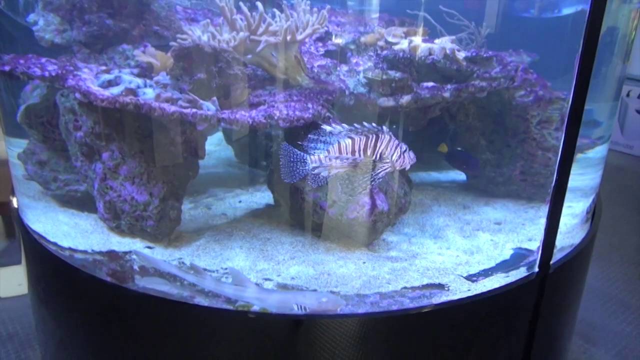 Meerwasser Aquaristik, Aqua Tropica in K&ouml;ln