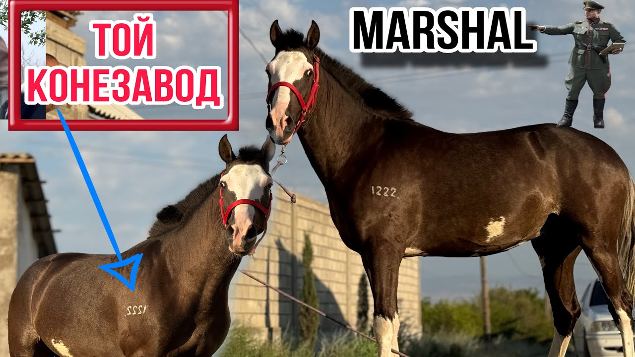 Marshall Той Конезавод🇰🇿6 июля 2024 г.