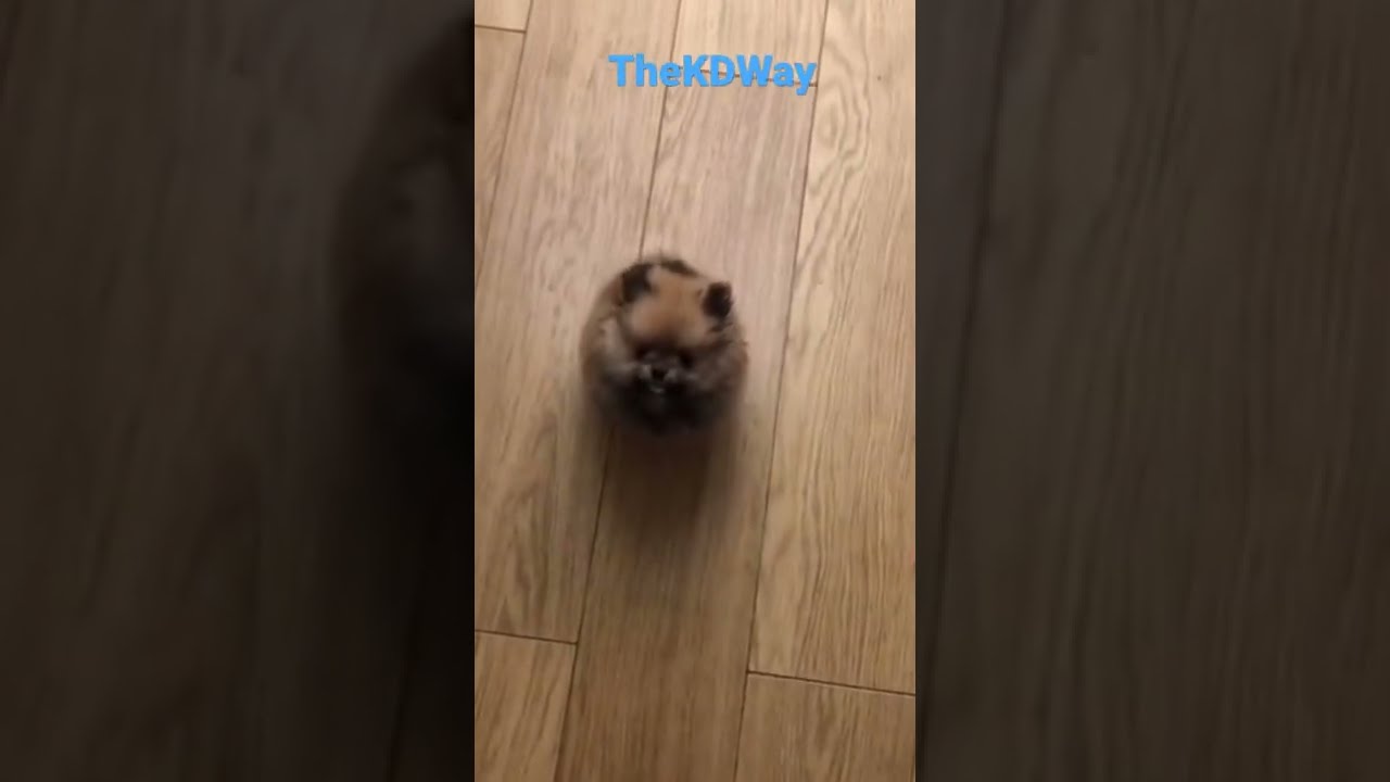 Cute Animal reaction video😂🤣 #shorts