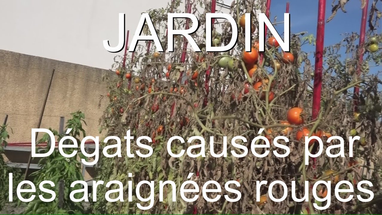 Jardin araignées rouges ravageurs de nos jardins LC VIDEO