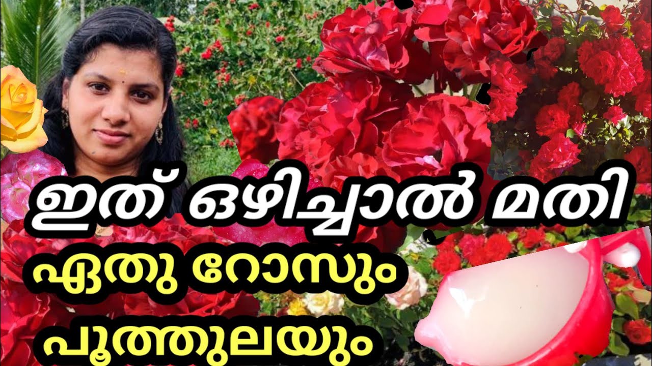 Top 7 Rose Gardening Secret Tips/Best Fertilizer For Rose Plant&GrowingTips/Rose Flowering plants