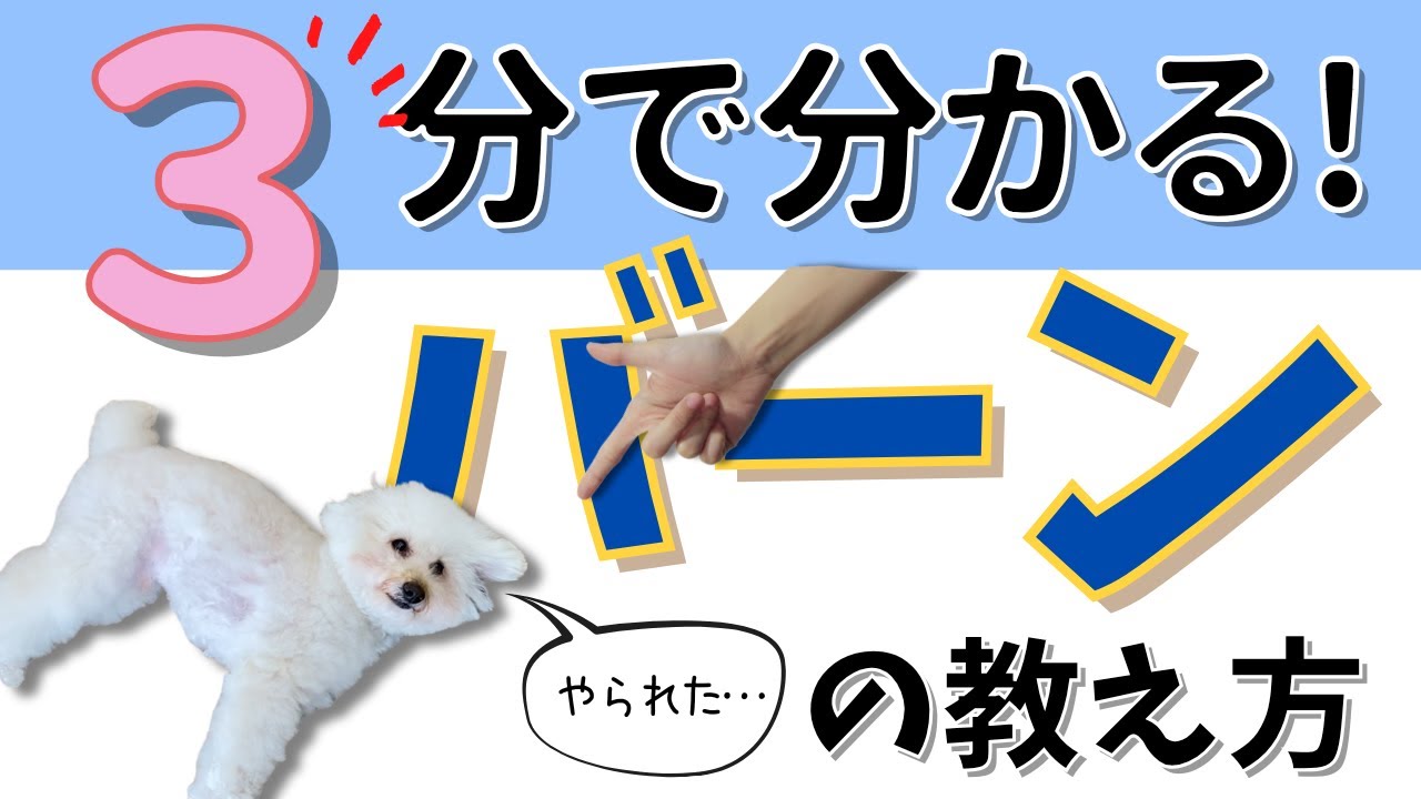 🎬 犬に「バーン！」を教える方法｜3分で分かるかわいいトリック解説