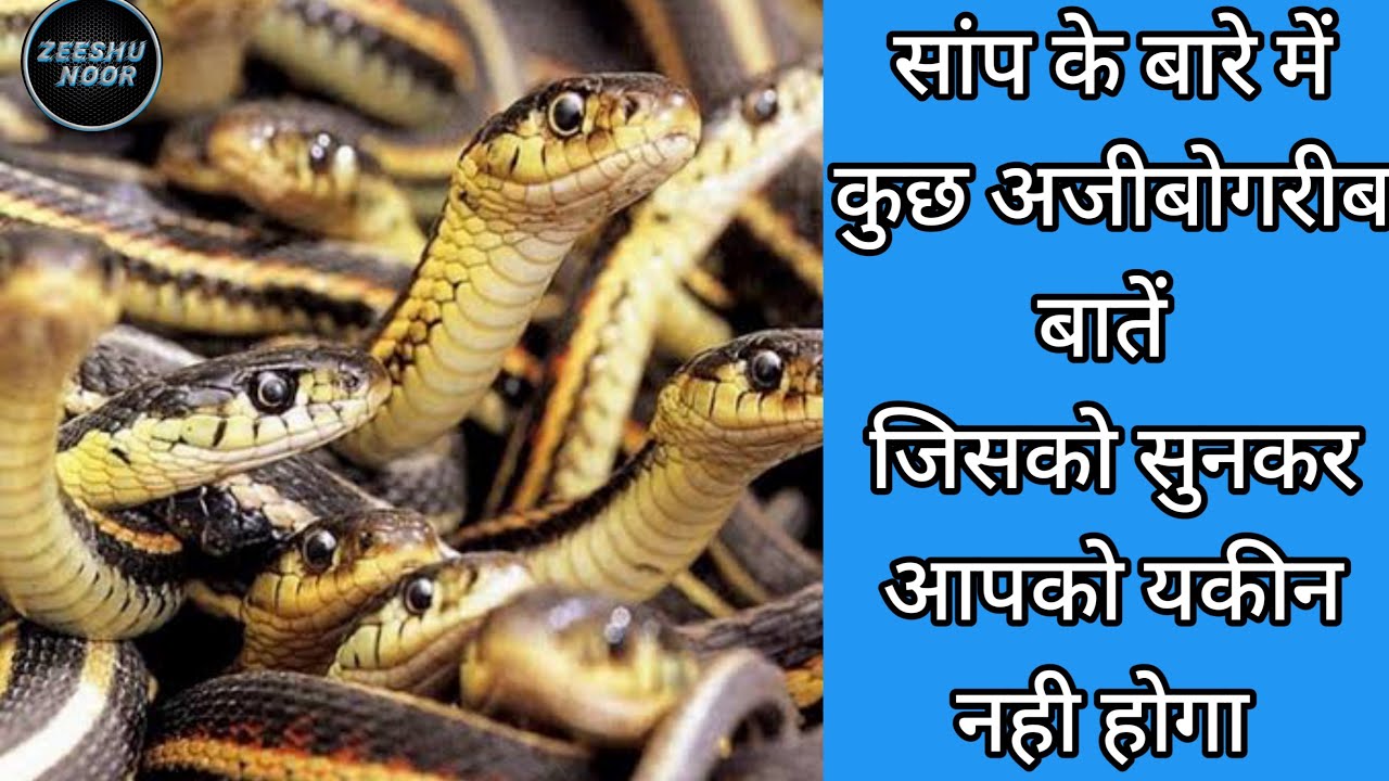 सांपो के बारे में रोचक तथ्य | Snake Information in Hindi | About Snake in Hindi #zeeshunoor #facts