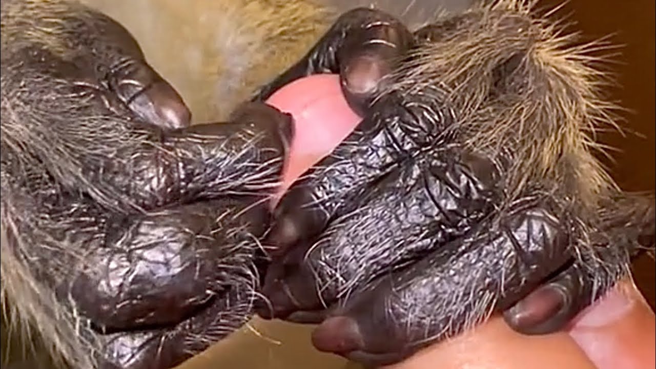 ASMR Sounds Monkey Cleans His Human