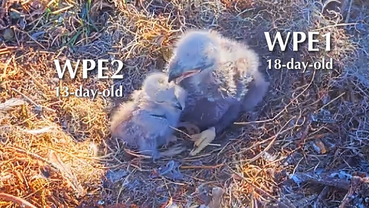 #91🦅🐥18°🐥13°／Winter Park Eagle Nest 2026／Against All Odds:One-Eyed Mom／by Winter Park Eagle Cam