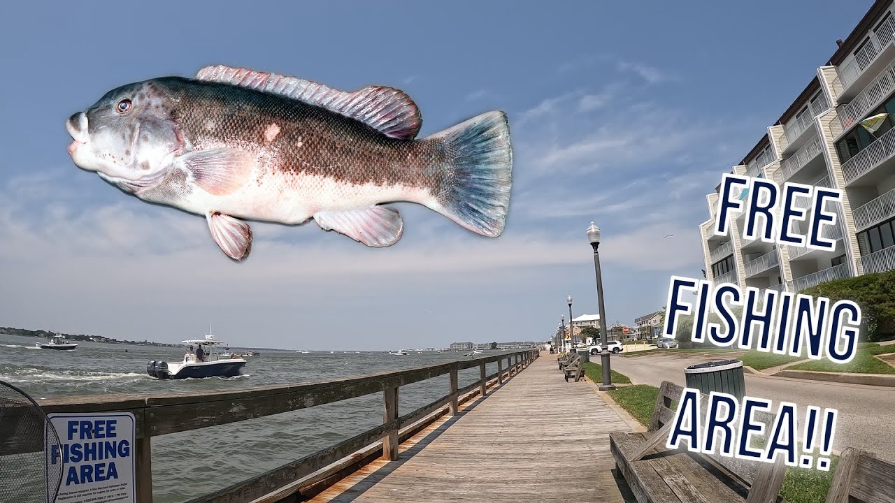Ocean City MD | Free Fishing Area!! Will it Produce? Pt. 1