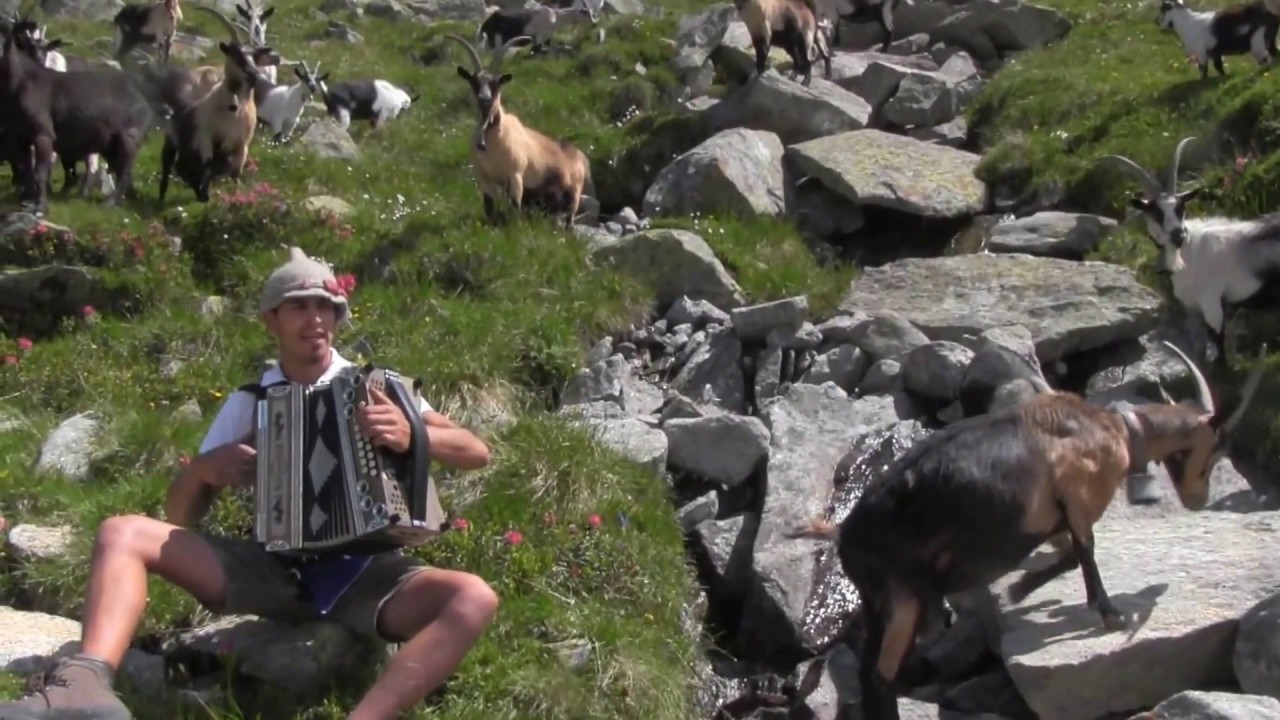 Eine Herde Pseirer Goase - Pfunderer Andr live