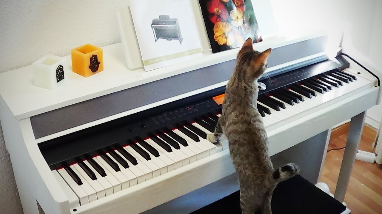 Unboxing piano digital Thomman DP 95