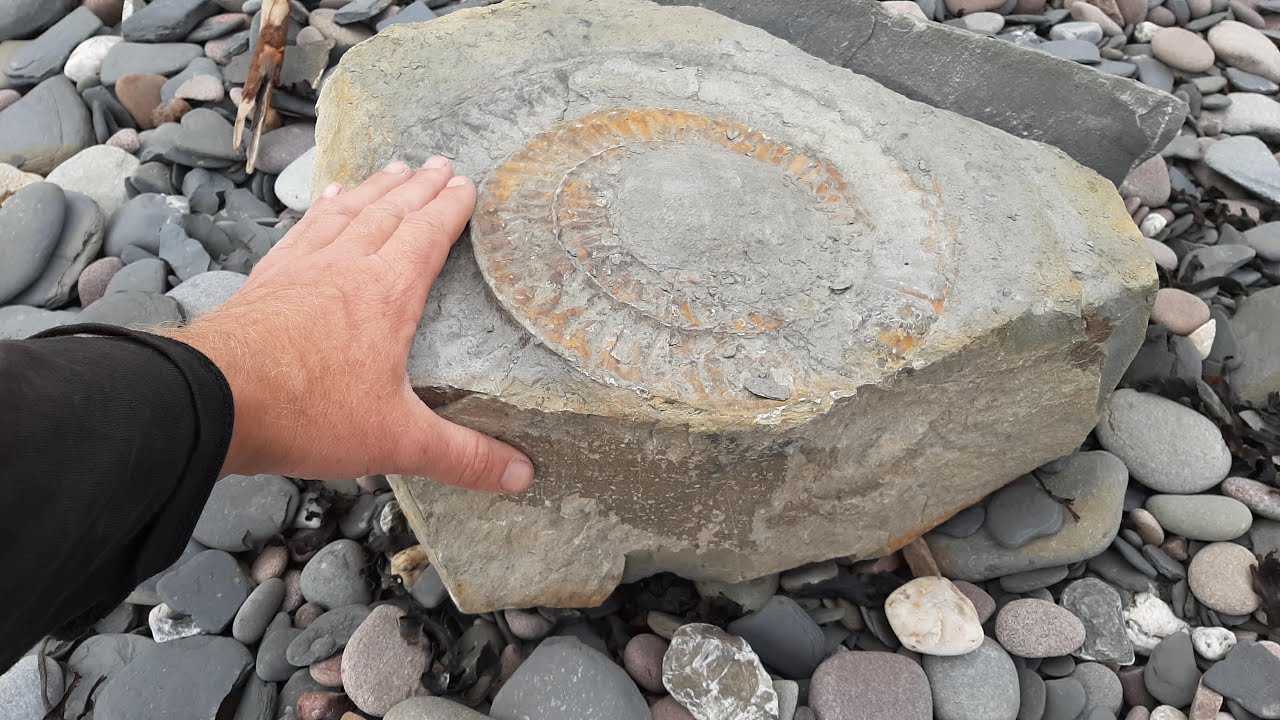 Searching For Giant Ammonites