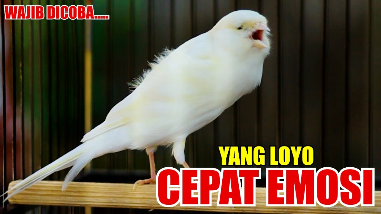 KENARI YORKSHIRE GACOR, BIKIN EMOSI KENARI LAINYA CEPAT JADI GACOR