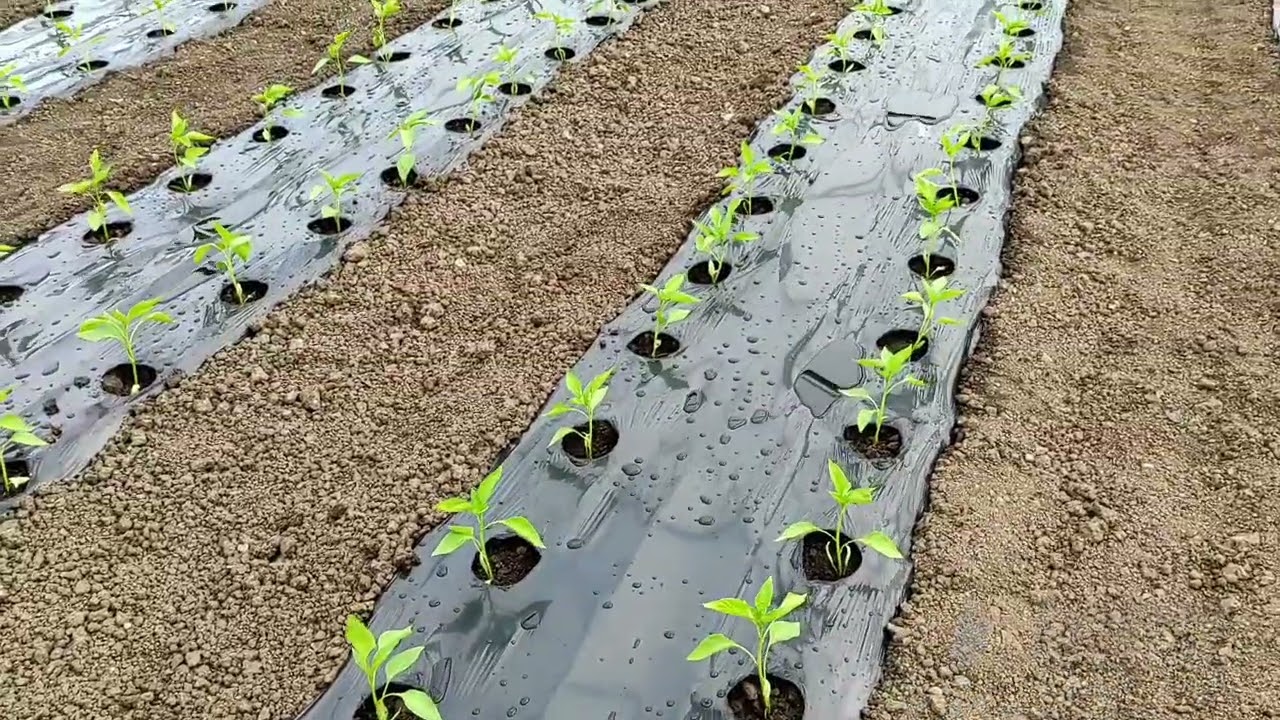Am plantat Kapia (Kaprima F1) cu ajutore Mari