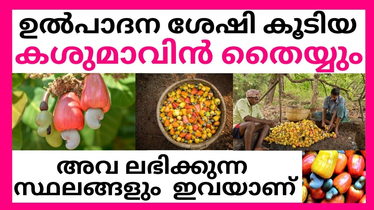 ഉൽപാദന ശേഷി കൂടിയ കശുമാവിൻ തൈയ്യും അവ ലഭിക്കുന്ന സ്ഥലങ്ങളും  ഇവയാണ്:CASHEW NUTS KRISHI TIPS